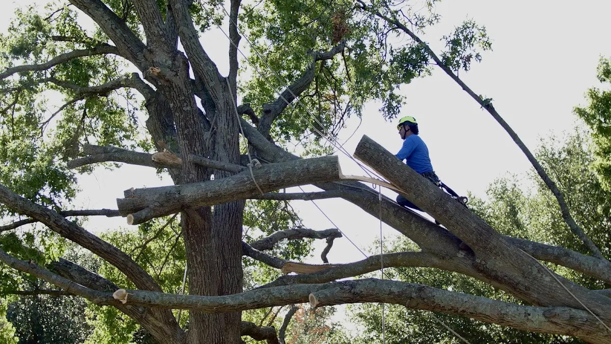 Professional Crown Thinning performed by certified arborists in Argenta